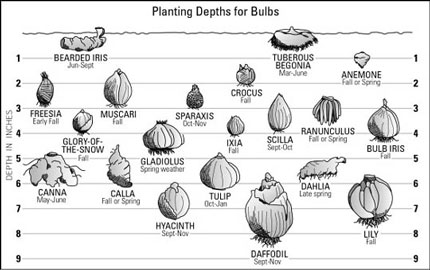 Check out this nifty guide for planting bulbs (how deep and when) |  MyGardenSchool's Blog